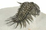 Crotalocephalus (“Cyrtometopus”) Trilobite - Scarce Species #191778-1